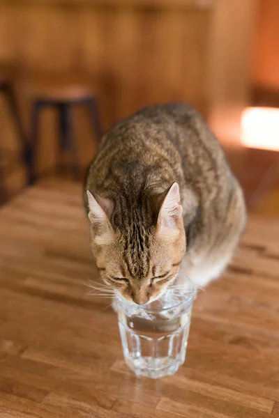 Katt Dricka Vatten Bordet Hemma — Stockfoto