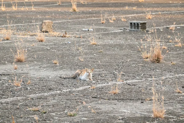 流浪猫坐在城市的街道上 — 图库照片