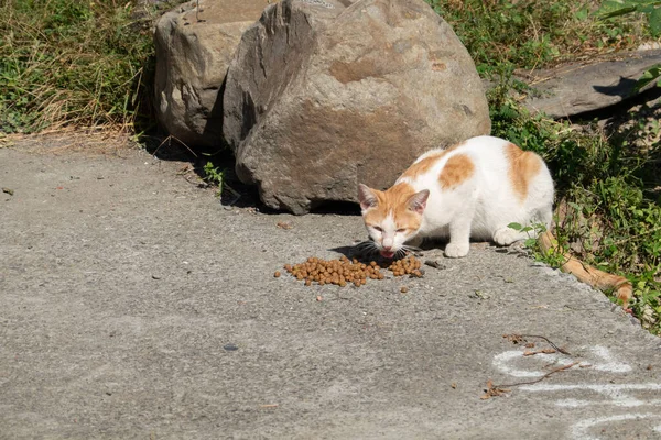 stray cat eat food at the street in a city