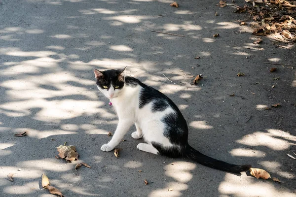 Inhemsk Svart Och Vit Katt Spelar Utsidan Gatan — Stockfoto