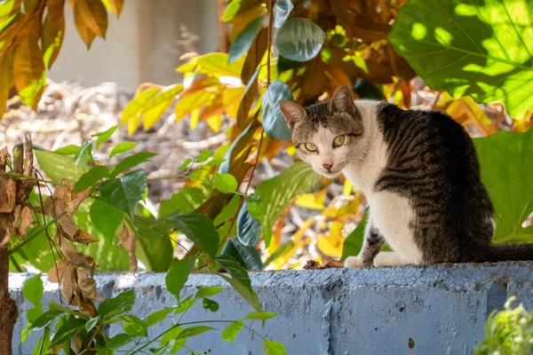 Dikkatli Bir Sokak Kedisi Gibi Sana Bakıyorum — Stok fotoğraf