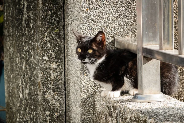 街上流浪的黑白相间的猫 — 图库照片