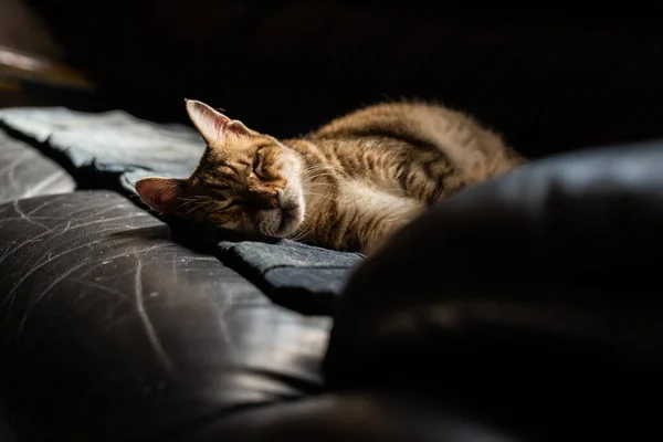 Fette Gestromte Hauskatze Schläft Auf Einem Sofa — Stockfoto