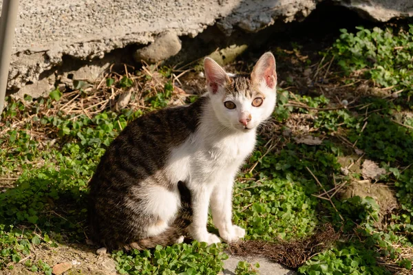 Gato Callejero Joven Calle Una Ciudad — Foto de Stock