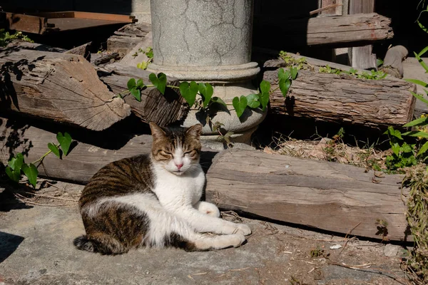 stray fat cat sleep at outside of a city