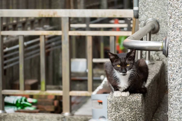 Engraçado Gato Preto Branco Vadio Rua — Fotografia de Stock