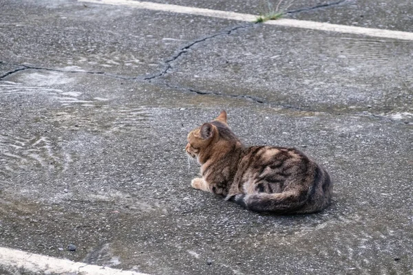 Schattig Tabby Verdwaald Kat Straat Stad — Stockfoto