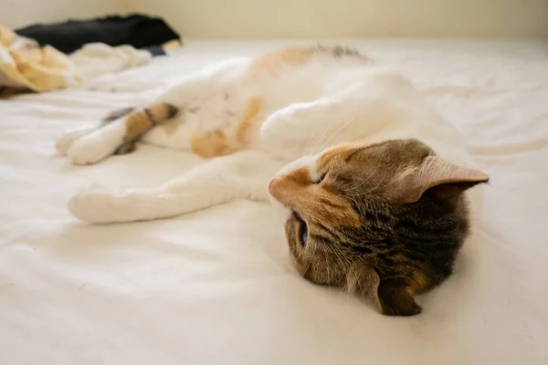 かわいい太ったカメシェル猫は家のベッドで寝る — ストック写真