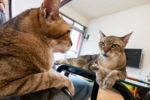 Oud Tabby Kat Zitten Een Tafel Met Spiegel Reflectie Thuis — Stockfoto