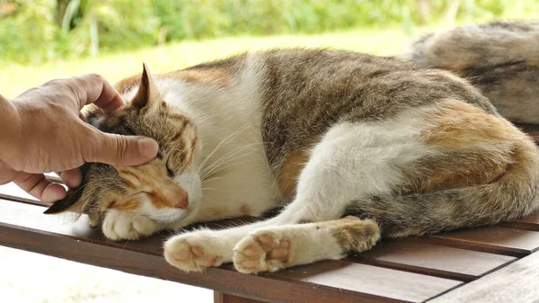 Коснуться Спящей Кошки Лежащей Деревянном Столе Открытом Воздухе — стоковое фото