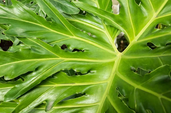 Tropické Rostlinné Pozadí Zelených Listů Přírodní Textura — Stock fotografie
