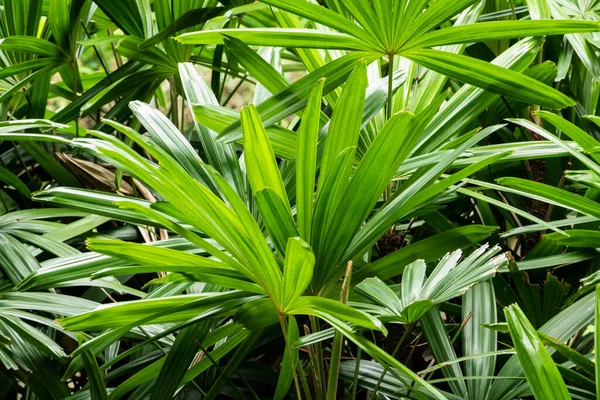 Tropické Rostlinné Pozadí Zelených Listů Přírodní Textura — Stock fotografie