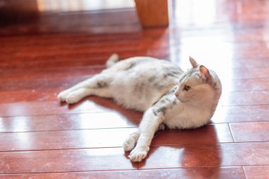 Beyaz tekir kedi evde yerde yatıyor.