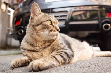 Tembel tekir kedi arabanın önünde yerde uyur.
