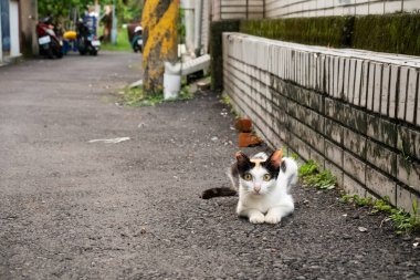 Küçük başıboş kaplumbağa kabuklu kedi. Sokakta dikkatlice otur.