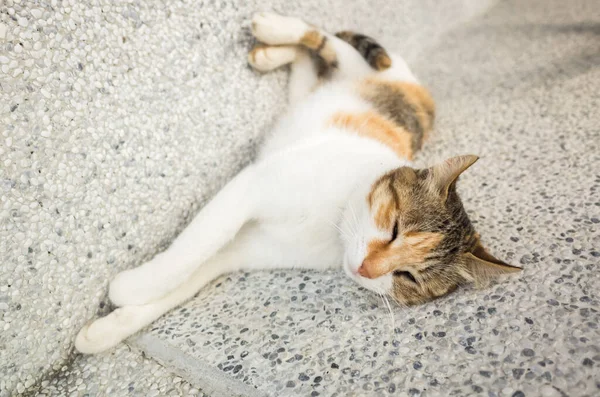 Küçük Kedi Dışarıda Komik Bir Şekilde Uyuyor — Stok fotoğraf