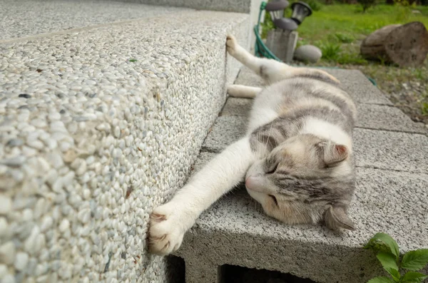 Kucing Abu Abu Muda Tidur Tanah — Stok Foto