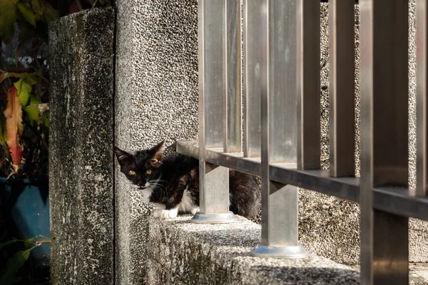 Соломенная Черно Белая Кошка Улице — стоковое фото