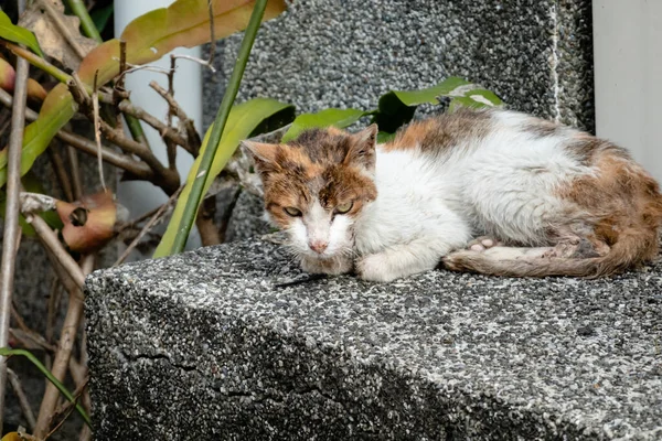 流浪猫病了 在街上流口水 — 图库照片