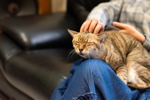 Mulher Segurar Seu Gato Suas Coxas Jogar Com Ele Casa — Fotografia de Stock