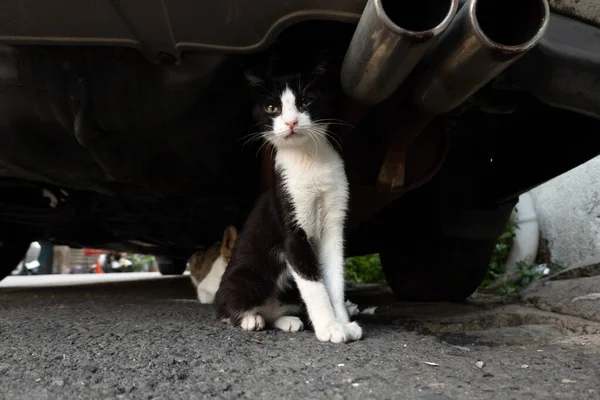 Vadio Preto Branco Gato Esconder Sob Carro Com Seu Irmão — Fotografia de Stock