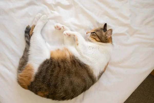 Cute Fat Tortoiseshell Cat Sleep Bed Home — Stock Photo, Image