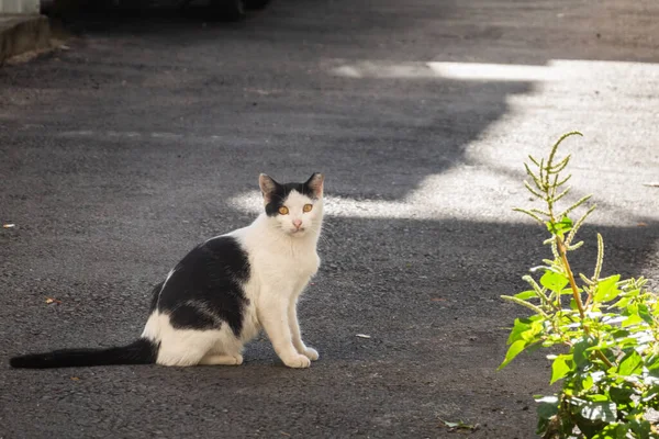 野良猫が立ち並び街の路地であなたを見て — ストック写真