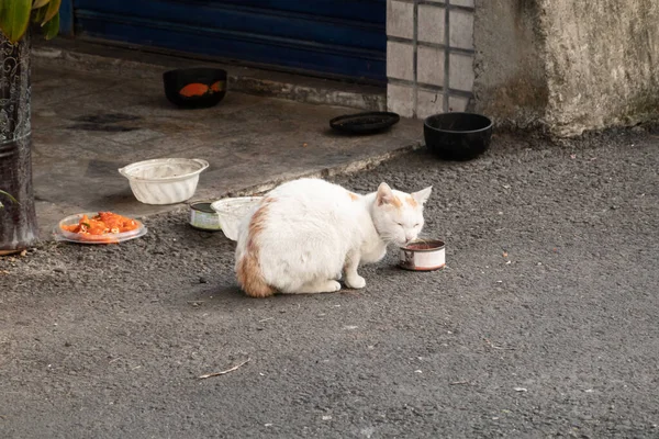 Chat Errant Assis Manger Nourriture Conserve Dans Ville — Photo