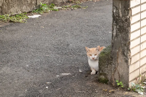 野良猫が立ち並び街の路地であなたを見て — ストック写真