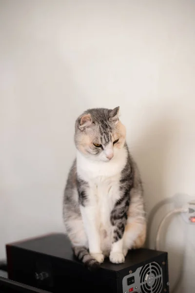 Сірий Колір Домашньої Кішки Стоїть Комп Ютером Вдома — стокове фото