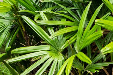 Yeşil yaprakların tropikal bitki arka planı, doğa dokusu