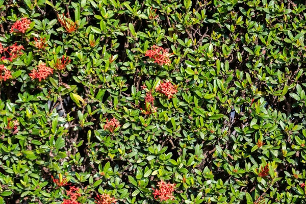 Grüne Mauer Zaun Hintergrund Mit Roten Blumen — Stockfoto
