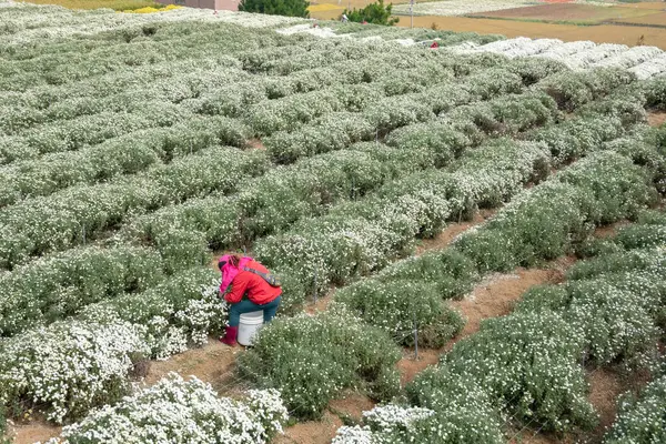 Tongluo Taiwan November 2019 Landwirt Auf Einer Farm Mit Chrysanthemenblüten — Stockfoto