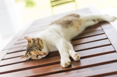 Küçük kedi uyuyor ve dışarıdaki ahşap masada yatıyor.