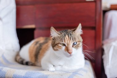 Küçük kaplumbağa kabuklu kedi evde yatakta yatıyor.