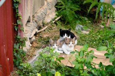 Genç sokak kedisi kardeşleriyle birlikte bir şehirde.