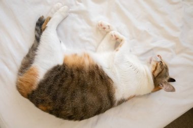 Şirin, şişman kaplumbağa kabuklu kedi. Evdeki bir yatakta uyuyor.