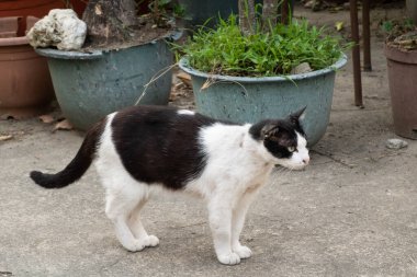 Bir şehirde başıboş siyah ve beyaz bir kedi
