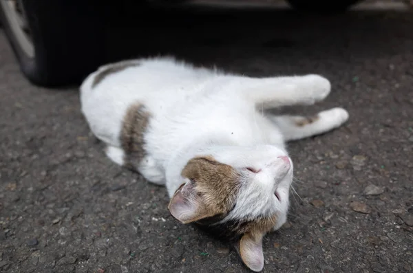 Streunende Katze Liegt Auf Straße Boden — Stockfoto