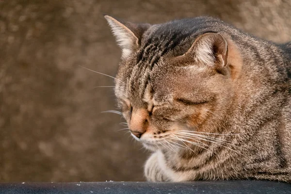 Streunende Katze Sitzt Einer Straße Der Stadt — Stockfoto