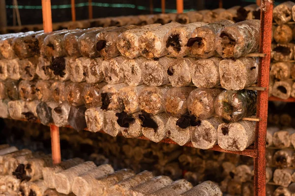 Mushrooms Growing Plastic Bag Farm Nantou Taiwan — Stock Photo, Image