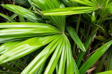 Yeşil yaprakların tropikal bitki arka planı, doğa dokusu