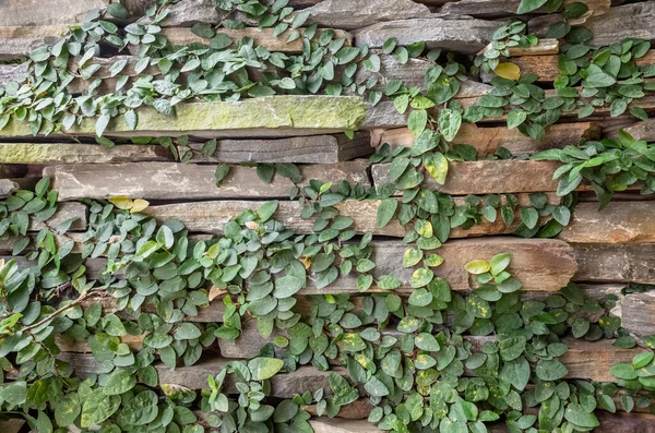 Stenen Muur Met Groene Mos Achtergrond — Stockfoto