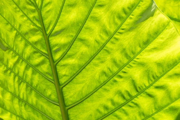 屋外の緑のアロカシアオドラの葉の自然背景 — ストック写真