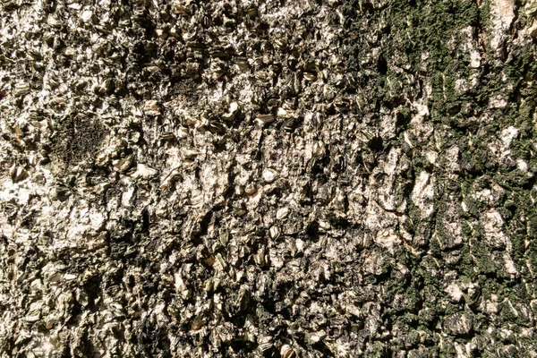 Sfondo Corteccia Marrone Albero Con Buon Dettaglio — Foto Stock