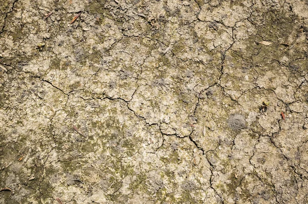 Terre Boueuse Sèche Avec Des Feuilles Jaunes Sur Sol Concept — Photo