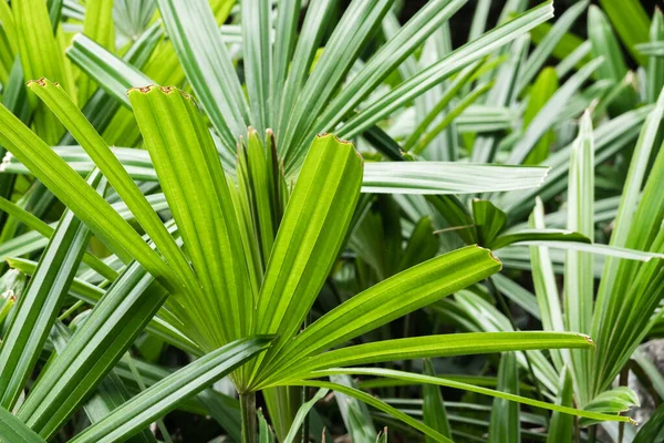 Fundo Planta Tropical Folhas Verdes Textura Natureza — Fotografia de Stock