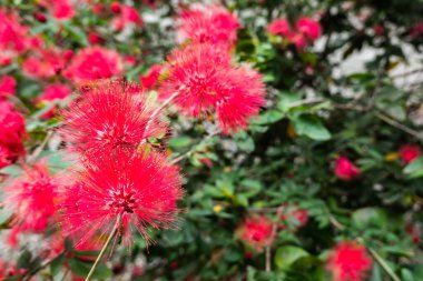 Kırmızı pudra çiçekleri, Calliandra hematocephala ağacı açık havada.