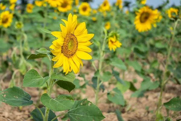 Krajina Slunečnice Farma Žlutými Květy Dne — Stock fotografie