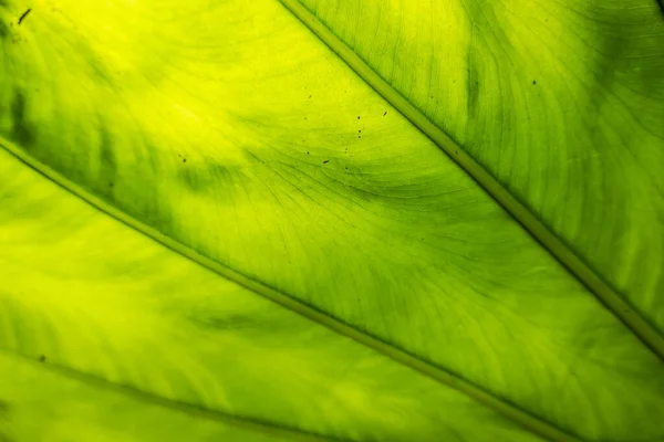 Folha Verde Alocasia Odora Exterior Cidade — Fotografia de Stock